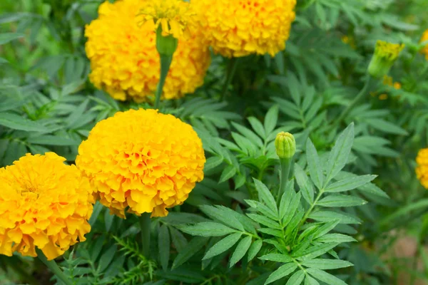 Closeup yellow marigold flowers in garden, selective focus — Stock Photo, Image
