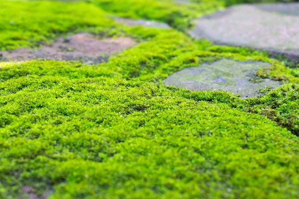 Primer plano musgo verde en el suelo de piedra, enfoque selectivo —  Fotos de Stock