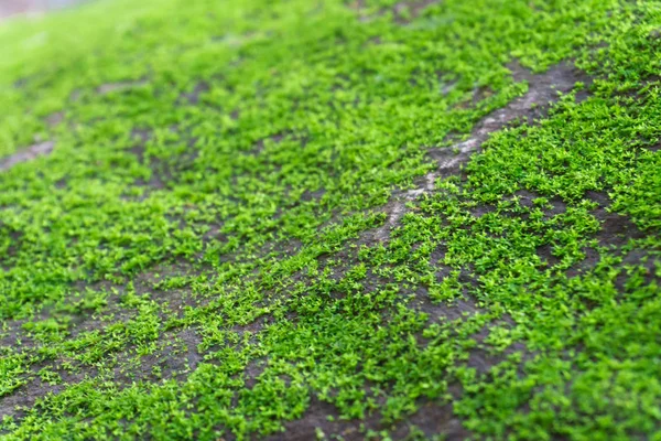 Primer plano musgo verde en el suelo de piedra, enfoque selectivo —  Fotos de Stock