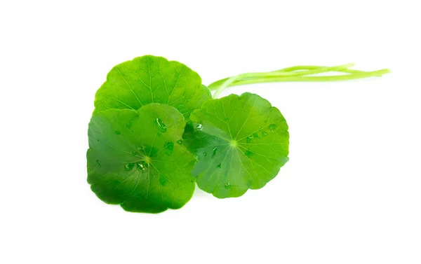 Closeup leaf of Gotu kola, Asiatic pennywort, Indian pennywort on white background, herb and medical concept, selective focus — Stock Photo, Image