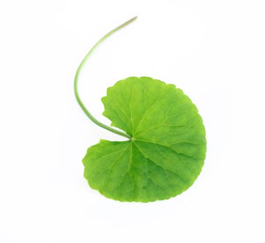 Gotu kola 'nın yakın çekim yaprağı, Asya pennywort' u, beyaz arka planda Hint pennywort 'u, bitki ve tıbbi konsept