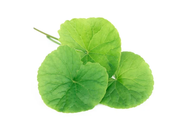 Folha de close-up de Gotu kola, Pennywort asiático, Pennywort indiano sobre fundo branco, erva e conceito médico — Fotografia de Stock