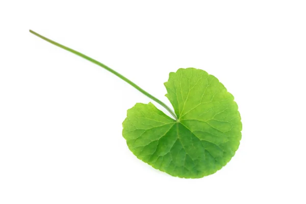 Daun closeup dari Gotu kola, Asiatic pennywort, Indian pennywort pada latar belakang putih, herbal dan konsep medis — Stok Foto