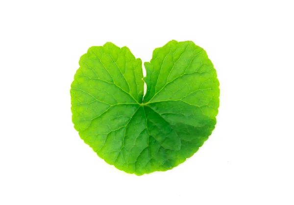 Folha de close-up de Gotu kola, Pennywort asiático, Pennywort indiano sobre fundo branco, erva e conceito médico — Fotografia de Stock