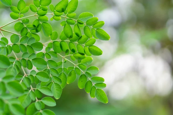 Closeup bovenaanzicht moringa laat tak, kruid en medische concept — Stockfoto