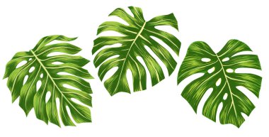 Yeşil monstera tropikal yaprakları beyaz arka plan, Dijital illustation izole seti