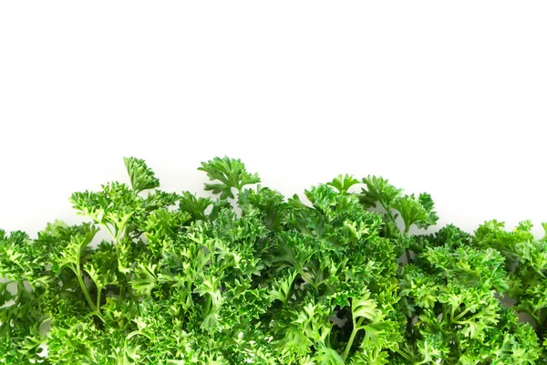 Parsley vegetable isolated on white background Stock Photo