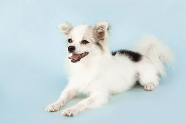 Pomeranian olhando algo com sorriso e sentimento feliz no fundo azul claro — Fotografia de Stock