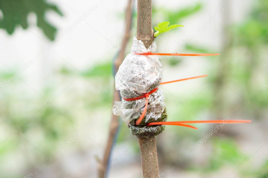 Closeup grafting tree branch with nature background
