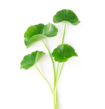 Gotu kola 'nın yakın çekim yaprağı, Asya pennywort' u, beyaz arka planda Hint pennywort 'u, bitki ve tıbbi konsept