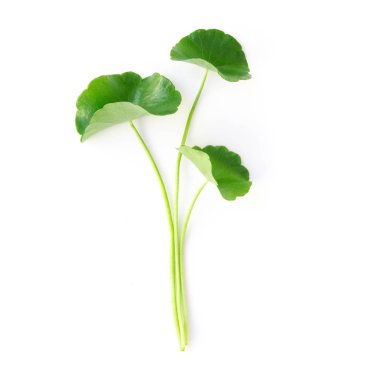 Gotu kola 'nın yakın çekim yaprağı, Asya pennywort' u, beyaz arka planda Hint pennywort 'u, bitki ve tıbbi konsept