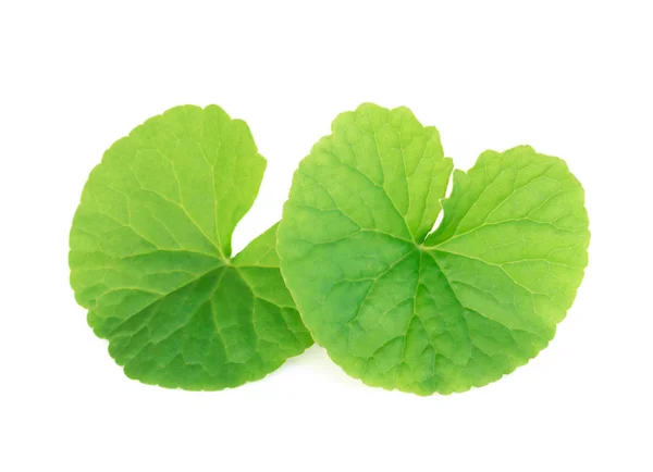 Daun closeup Gotu kola, Asiatic pennywort, Indian pennywort pada latar belakang putih, herbal dan konsep medis, fokus selektif — Stok Foto