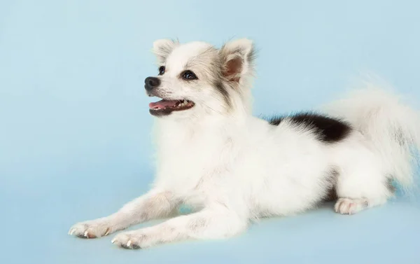 Pomeranian mirando algo con sonrisa y sensación feliz sobre fondo azul claro —  Fotos de Stock