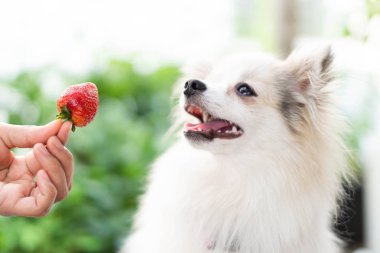 Yakından bakınca sevimli Pomeranian köpeği kırmızı çilek görünümlü elinde mutlu bir an, seçici bir odak