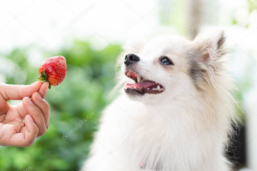 Closeup cute pomeranian dog looking red strawberry in hand with happy moment, selective focus