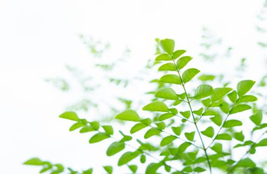 Kapalı genç moringa yaprakları şube, bitki ve tıbbi konsept