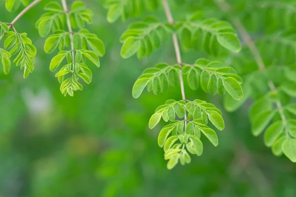Close-up jonge moringa bladeren tak, kruid en medisch concept — Stockfoto