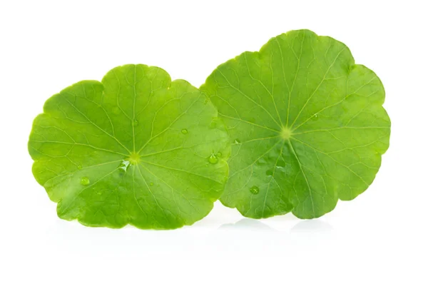 Szekrény levél Gotu kola, ázsiai pennywort, indiai pennywort fehér alapon, gyógynövény és orvosi koncepció — Stock Fotó