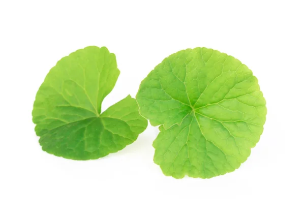 Daun closeup dari Gotu kola, Asiatic pennywort, Indian pennywort pada latar belakang putih, herbal dan konsep medis — Stok Foto