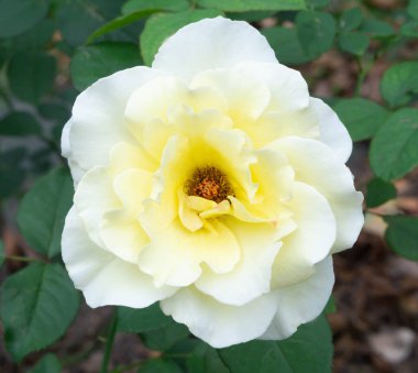 Beyaz arka plan, aşk ve Romantik konsept üzerinde izole güzel beyaz gül çiçek