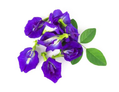 Beyaz arka plan, ot ve tıbbi kavramı kelebek bezelye çiçek