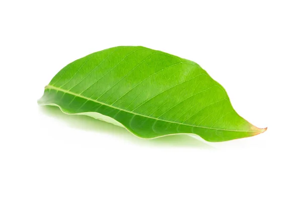 Hoja verde aislada sobre fondo blanco — Foto de Stock