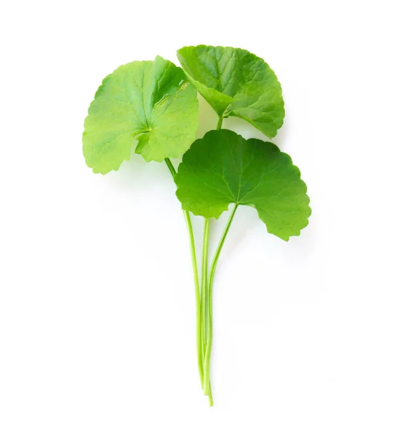 Folha de close-up de Gotu kola, Pennywort asiático, Pennywort indiano oCloseup folha de Gotu kola, Pennywort asiático, Pennywort indiano no fundo branco, erva e conceito médico, foco seletivo — Fotografia de Stock