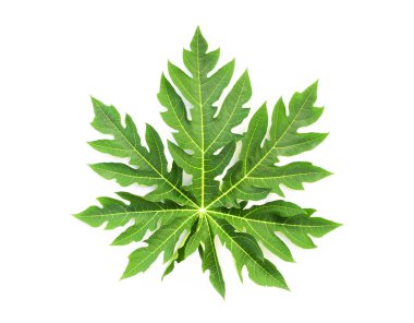 Kapalı yeşil papaya yaprağı beyaz arkaplanda izole