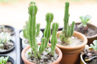 Sabah güneş ışığı ile potyeşil küçük ağaç, seçici odak