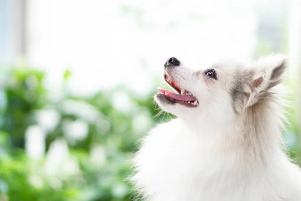 Großaufnahme Gesicht des Welpen pommerschen Blick auf etwas mit grünem Hintergrund Natur, Hund gesundes Konzept, selektiver Fokus — Stockfoto