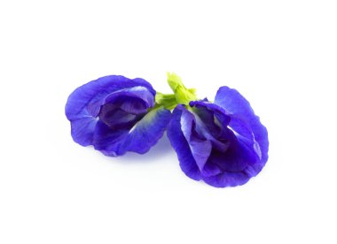 Beyaz arka plan, ot ve tıbbi kavramı kelebek bezelye çiçek