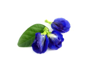 Beyaz arka plan, ot ve tıbbi kavramı kelebek bezelye çiçek