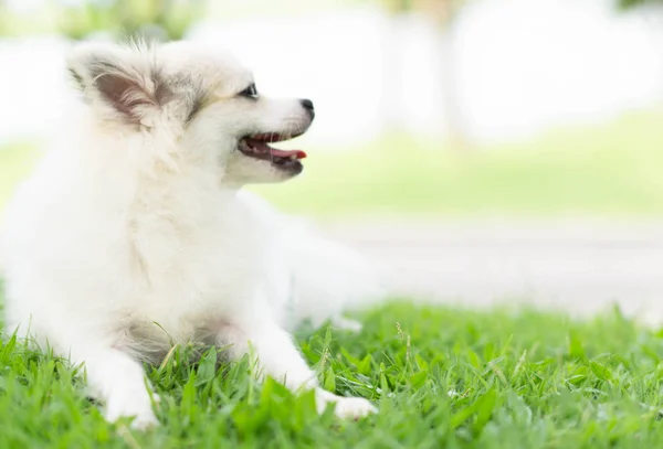 Primeros planos de cachorro pomeranian mirando algo con fondo de naturaleza verde, perro concepto saludable, enfoque selectivo —  Fotos de Stock