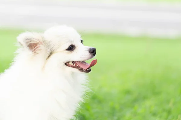 강아지 포메라니안의 클로즈업 얼굴 녹색 배경, 개의 건강 한 개념, 선택적 집중 — 스톡 사진