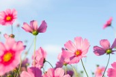 Картина, постер, плакат, фотообои "closeup beautiful pink cosmos flower in the field with sunlight at morning, selective focus", артикул 280935438