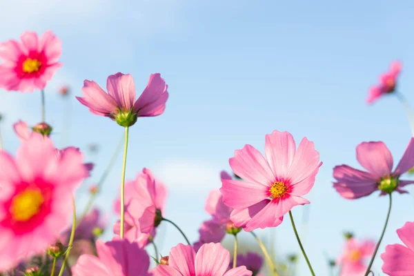 Closeup beautiful pink cosmos flower in the field with sunlight at morning, selective focus — Stock Photo, Image