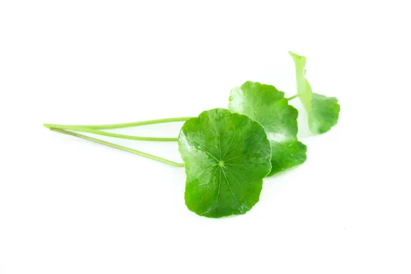 Closeup leaf of Gotu kola, Asiatic pennywort, Indian pennywort on white background, herb and medical concept, selective focus — Stock Photo, Image