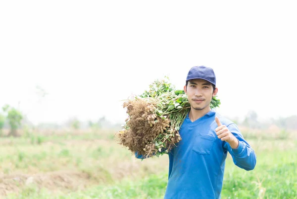 Zbliżenie ogrodnik człowiek trzyma świeży surowy orzeszek ziemny z kciukiem palcem w zielonym polu, selektywne skupienie — Zdjęcie stockowe