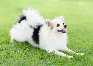 Closeup köpek pomeranian yeşil çim doğa arka plan, köpek sağlıklı kavram, seçici odak üzerinde oynuyor