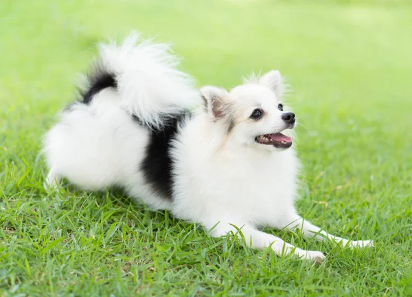 Primer plano cachorro pomeranian jugar en verde hierba naturaleza fondo, perro sano concepto, enfoque selectivo —  Fotos de Stock