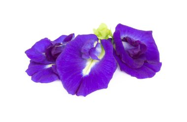 Beyaz arka plan, ot ve tıbbi kavramı kelebek bezelye çiçek