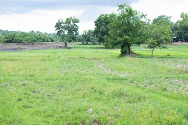 Yağmur mevsiminde yeşil pirinç tarlası