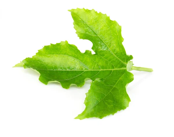 Zielona pasja owoc liść izolowany na białym tle — Zdjęcie stockowe