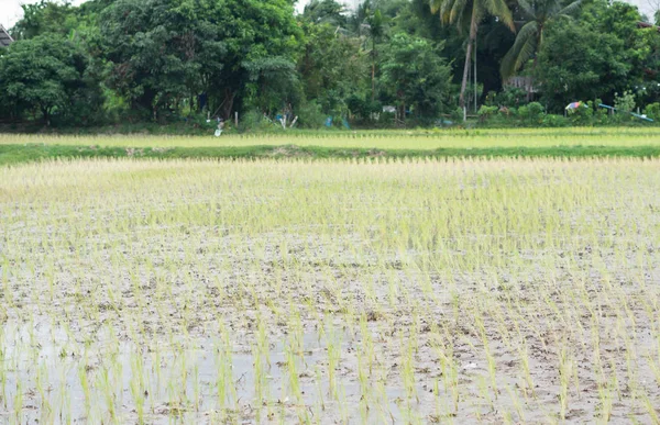 Campo de arroz verde en temporada de lluvias — Foto de Stock