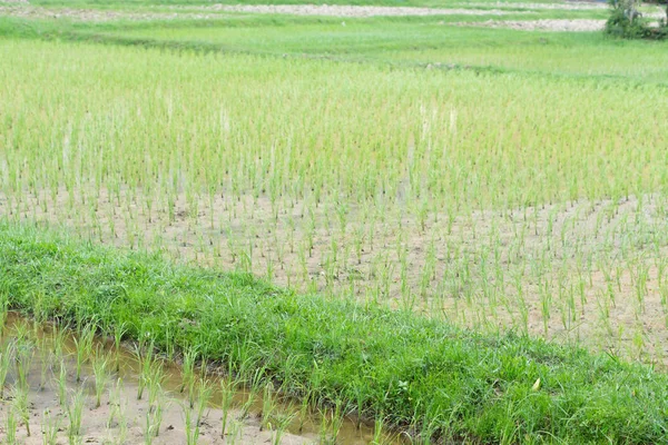 Campo de arroz verde en temporada de lluvias —  Fotos de Stock