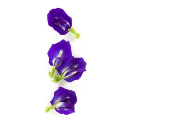 Beyaz arka plan, ot ve tıbbi kavramı kelebek bezelye çiçek