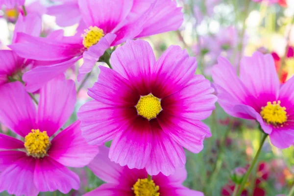 Closeup beautiful pink cosmos flower with blue sky background, selective focus — Stock Photo, Image
