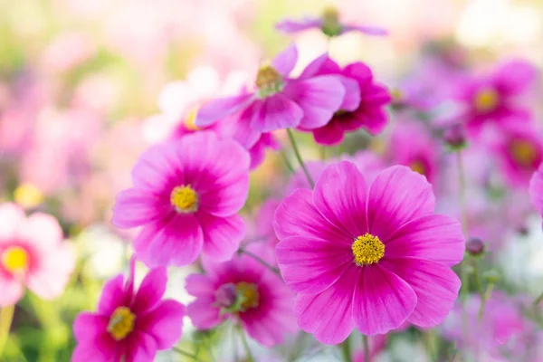 Closeup beautiful pink cosmos flower with blue sky background, selective focus — Stock Photo, Image