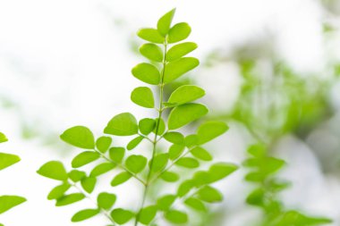 Kapalı genç moringa yaprakları şube, bitki ve tıbbi konsept