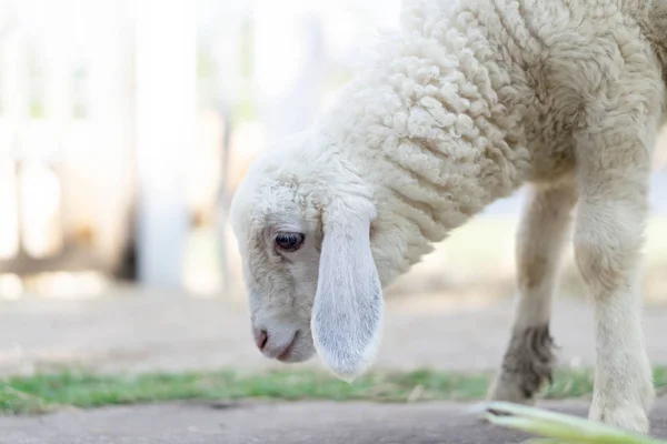 Closeup bílý jehněčí jíst trávu na farmě, selektivní zaměření — Stock fotografie